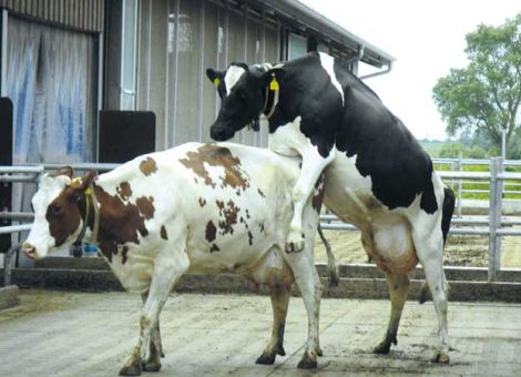 Mit richtiger Fütterung die Fruchtbarkeit sichern