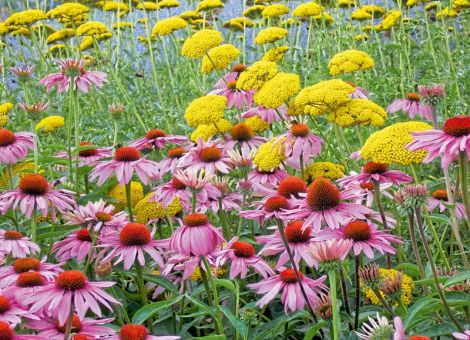 Ein Star im Blumenbeet