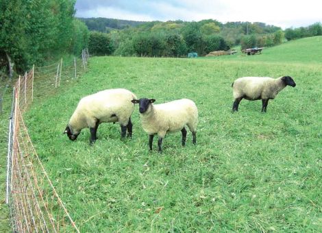 Wurmbefall – ein ständiger Begleiter von Schaf und Ziege