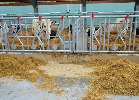 Trockensteherfütterung – ein Schlüssel zum Erfolg