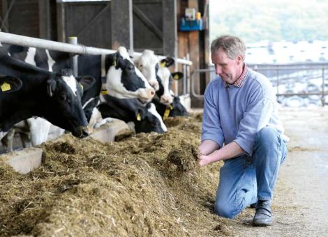 Maissilage – die Stärke steckt im Korn