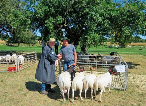 Herdbuchschau für Maedi-unverdächtige Schafbetriebe