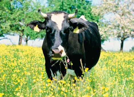 Rekordergebnis für Bio-Milch