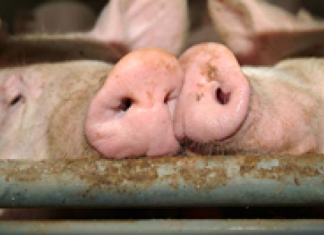 Betriebe ab 50 Mastplätzen müssen Proben ziehen lassen