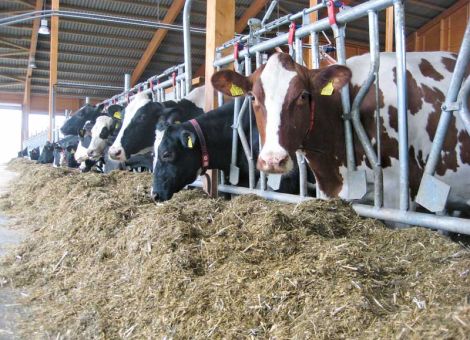 Dem Futtermangel in der Milchviehhaltung trotzen