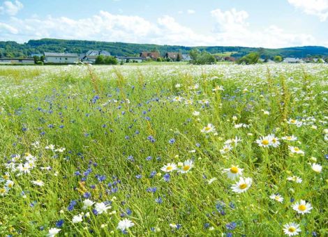 Bekämpfung an der Verunkrautung ausrichten