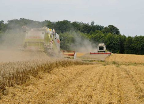 DBV korrigiert Ernteerwartung deutlich nach unten