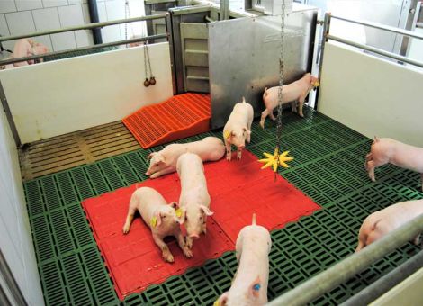 Keine Wirkung auf das Schwanzbeißgeschehen