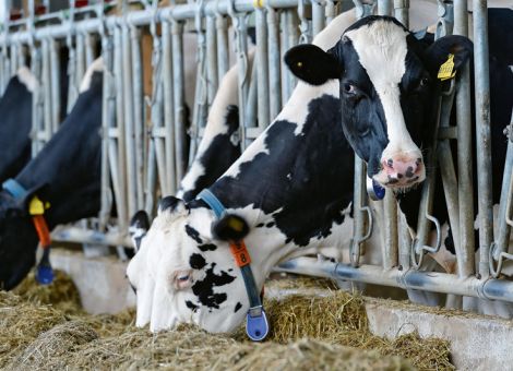 Mit Sensoren Kühe überwachen
