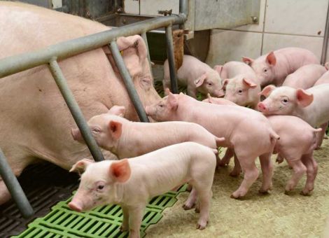 Ferkelkastration: Hannover für dreijährige Übergangsregelung