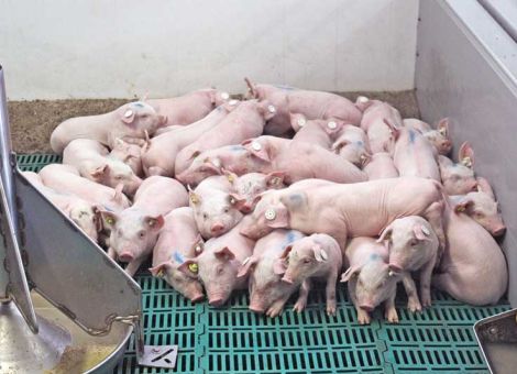 Den Aufzuchtferkeln den Start erleichtern