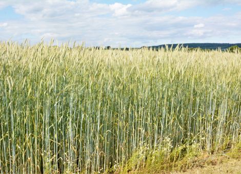 Hohe Ertragsleistung trotz widriger Witterung