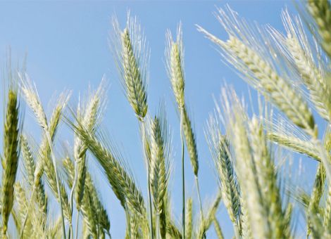 Bodenwasser reicht aktuell nicht zur Keimung