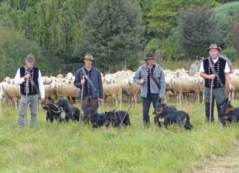 Schäferstadt Hungen richtet 96. hessisches Schäferfest aus