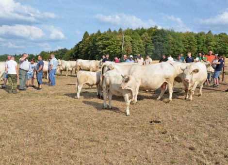 Erfolgreicher Herdenaufbau mit Charolais