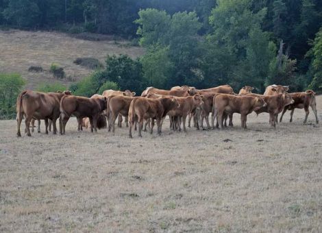 Vermarktungskonzept mit Limousin optimal