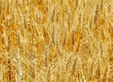 Auch Öko-Triticale mit erheblichen Ertragsverlusten