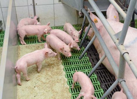 Lebendmasseentwicklung der tragenden Sauen kontrollieren