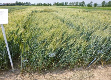 Durum ist beobachtungs- und pflanzenschutzintensiv