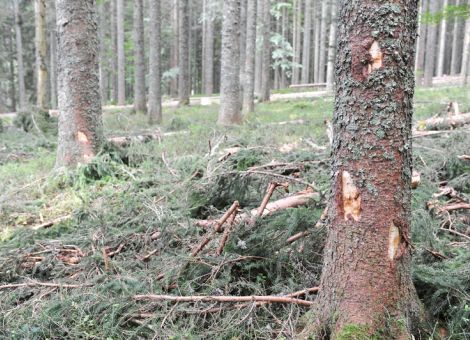 Rindenschäden durch die Holzernte