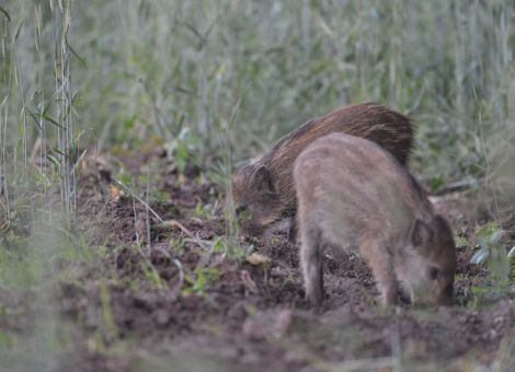 Orientierungswerte bei kleineren Wildschäden