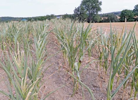Dürrehilfen kommen