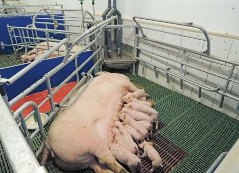 Bewegungsbuchten im Abferkelstall