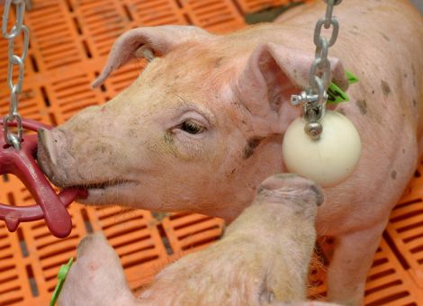 Rangordnung hat keinen Einfluss auf Schwanzbeißen