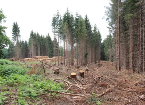 Holzpreise noch immer von Winterstürmen beeinflusst