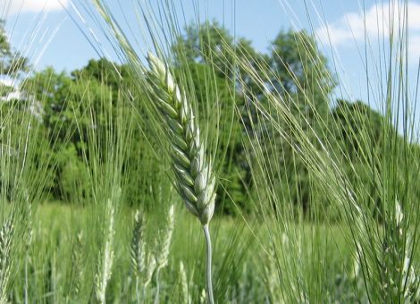Durum bleibt weiterhin stark nachgefragt