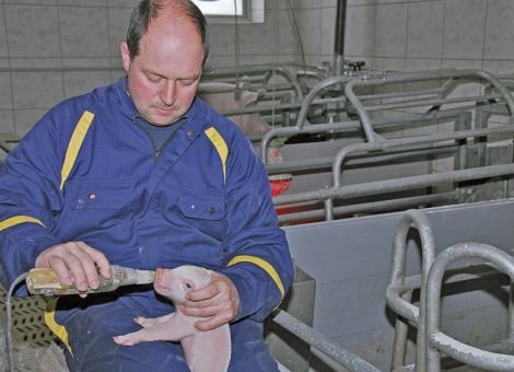Zähneschleifen von Saugferkeln – sinnvoll oder schädlich?