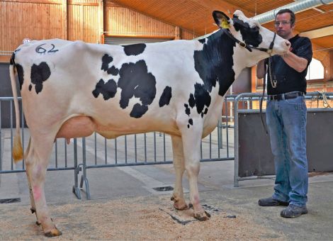 Bullen- und Färsenqualitäten überzeugten
