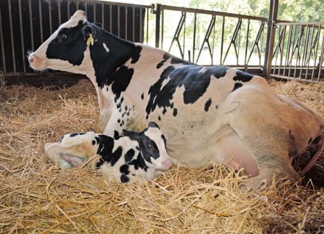 Nach der Geburt nicht nur ans Kalb denken