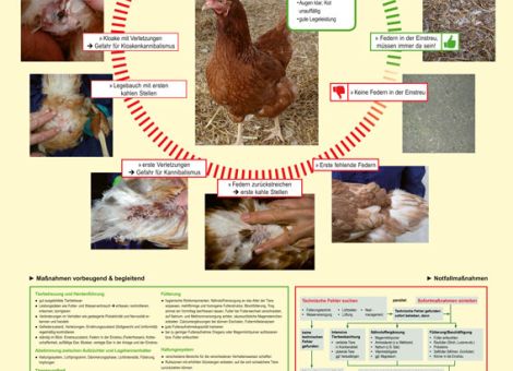 Infos zum Federpicken auf einen Blick