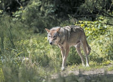 Umgang mit dem Wolf bleibt Thema im Bundesrat