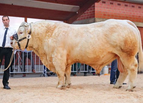 Hessische Charolais an der nationalen Spitze