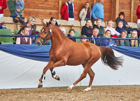 Hengstkörung Alsfeld mit starker Reitpony-Kollektion