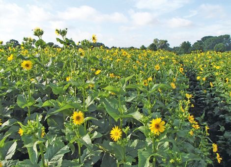 Im Jahr nach dem Mais kommen die Blüten