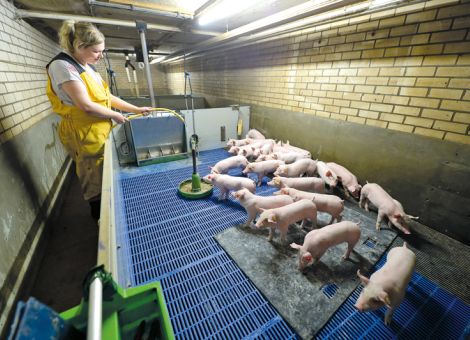 Pelletzulage verhindert das Schwanzbeißen nicht
