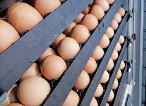 Klöckner vermeldet Durchbruch bei Ende des Kükentötens