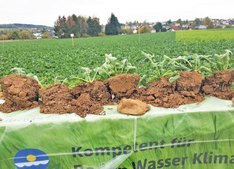 Viele innovative Anregungen am Rapsfeldtag in Girod