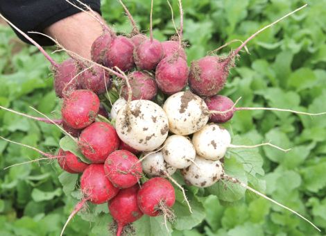 Tendenz zu robusteren Gemüsesorten