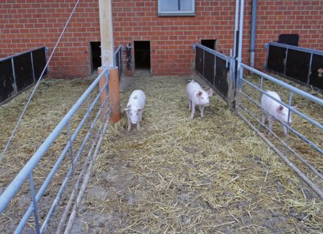 Markt für Bioschweine ist in Bewegung