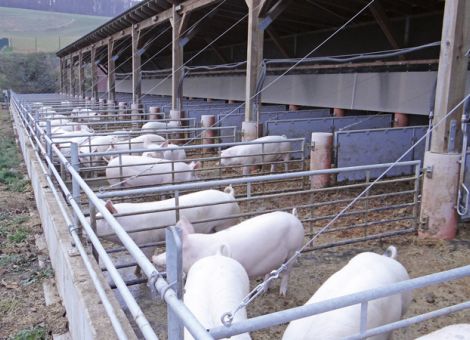 Langjährig erfolgreich mit Bio-Mastschweinen