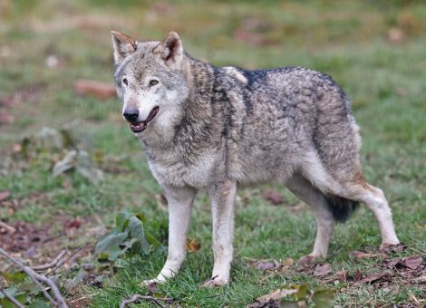 Zahl der Wolfsrudel auf 73 gestiegen