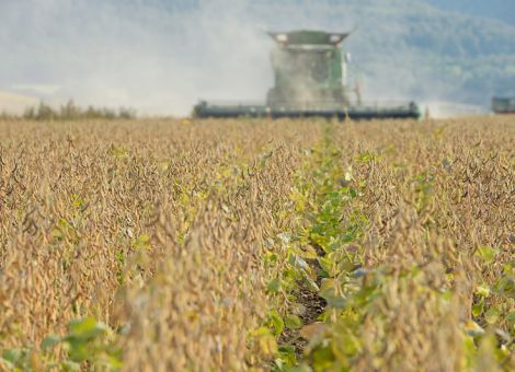 EU will Eigenversorgung mit pflanzlichem Eiweiß stärken