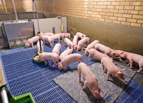 Der Ödemkrankheit durch Züchtung vorbeugen