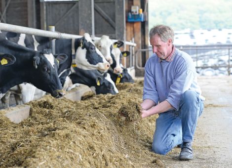 Hohes Nacherwärmungsrisiko bei Maissilage in diesem Jahr