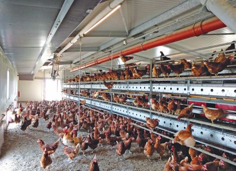 Mykoplasmen können hohe Verluste verursachen