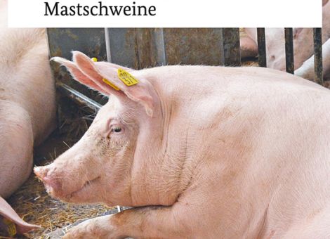 Wie sieht die Schweinehaltung der Zukunft aus?